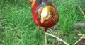 Golden Pheasant HD Footage