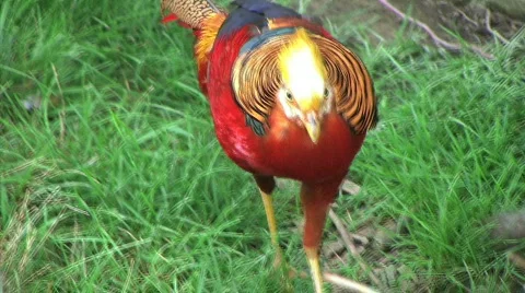 Golden Pheasant 動画素材 99891
