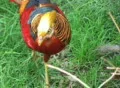 Golden Pheasant Footage