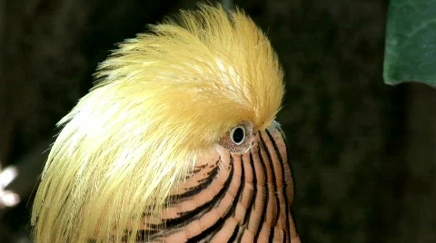 Golden pheasant Stock Footage 679641
