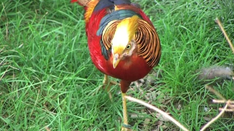 Golden Pheasant Stock Footage