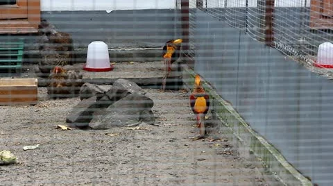 Golden Pheasant Video stock 12400762