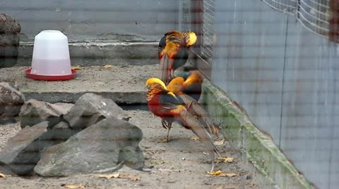 Golden Pheasant Stock Footage