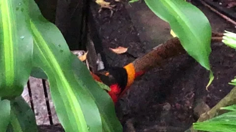 Golden pheasant Stock Footage 141534131