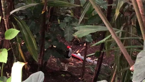 Golden pheasant Stock Footage 141534309