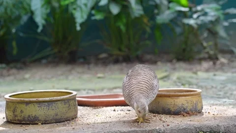 Golden Pheasant Foraging Behavior in Wildlife 4K Stock Footage 336604966