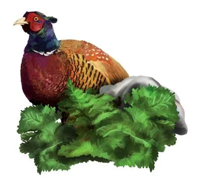 Golden pheasant Stock-Illustration