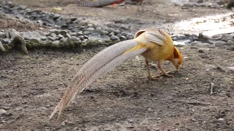 Golden pheasant with long tail feathers. Stock Footage 40974755