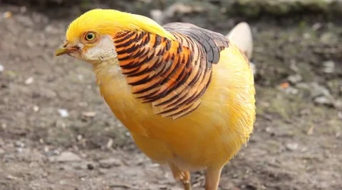 Golden pheasant looking curiously. Stock Footage 40974647