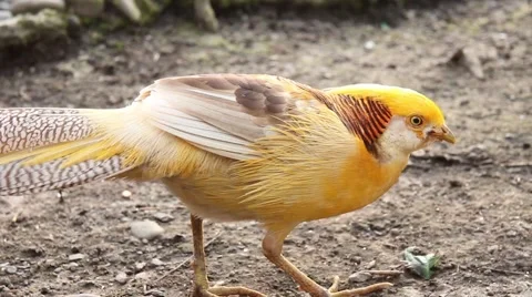 Golden pheasant pecking leaf. Stock Footage 40974770