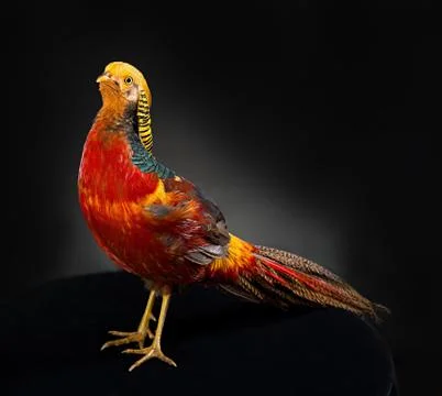 The golden pheasant 写真素材