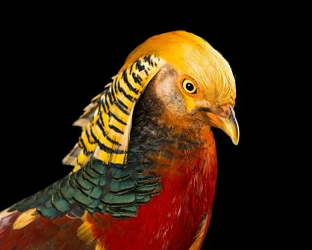 The golden pheasant 库存照片