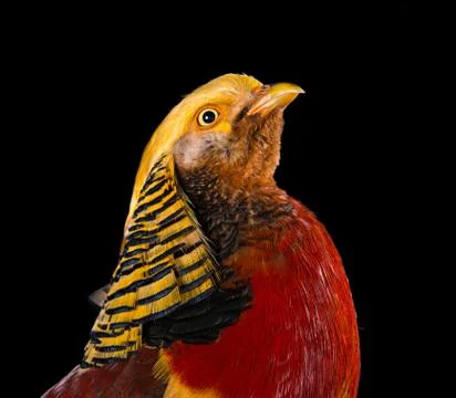 The golden pheasant 스톡 사진