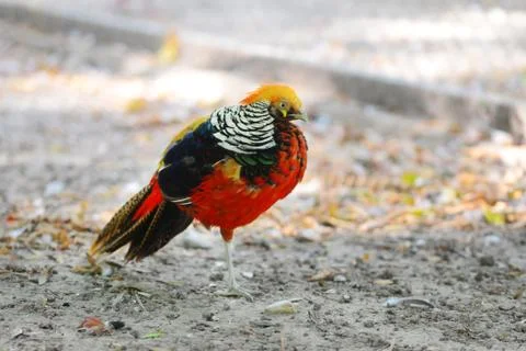 Golden pheasant Stock Photos