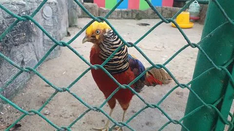 Golden Pheasant Profile In Aviary Stock Photos