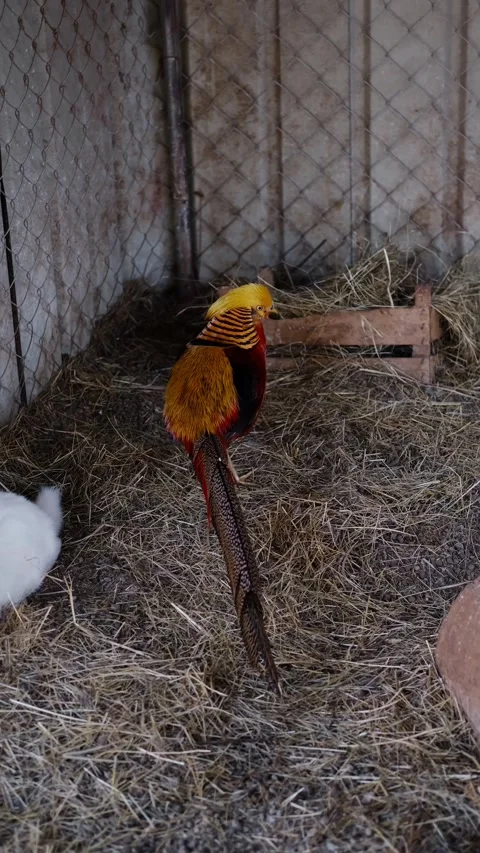 Golden pheasant standing on straw inside a zoo enclosure, sharing space calmly Stock Footage 327537872
