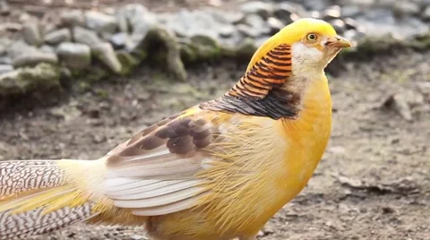 Golden pheasant thinking about food. Stock Footage 40974743