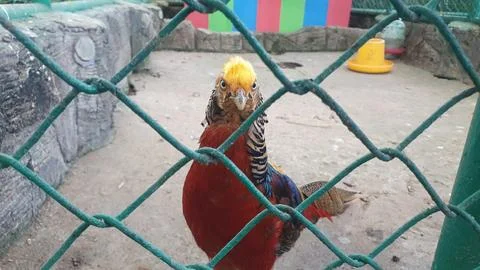 Golden Pheasant Through Wire Mesh Stock Photos