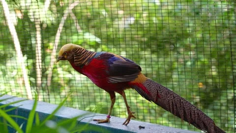 Golden Pheasant Walking in Park with Bird Ambient Sound 4K 4K Stock Footage 336523129