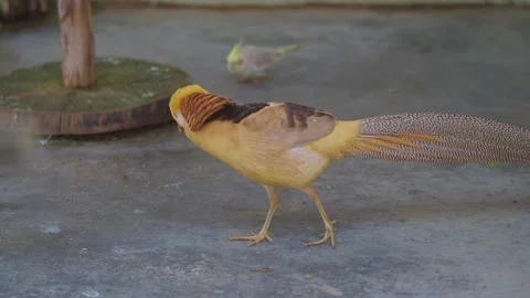 Golden pheasant walks in a garden area with other birds 動画素材 336830982