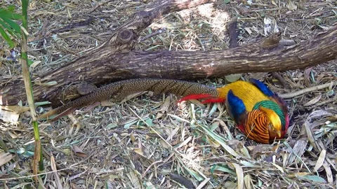 Golden Pheasant in the zoo Stock Footage 80926773