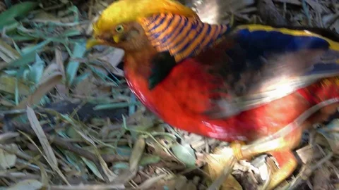 Golden Pheasant in the zoo Video stock 80926906