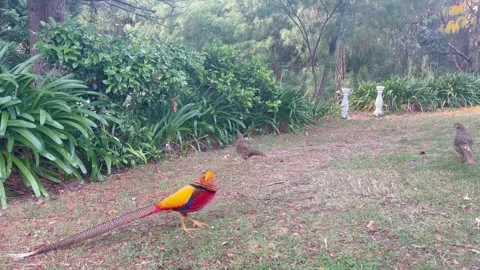 Golden pheasants Stock Footage 272577966