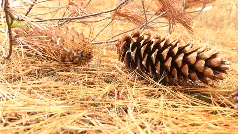 Golden pine needles and cone on the ground Stock Footage 161581289