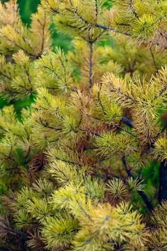Golden pine needles on dense branches creating a textured, warm-toned natur.. 스톡 사진