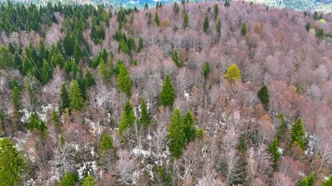 Golden Pine View Stock Footage 296857178