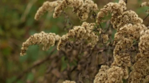 Golden plant Stockbeeldmateriaal 85078448