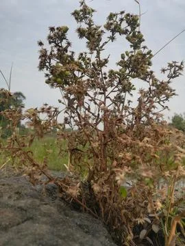 The golden plant Stock-Fotos