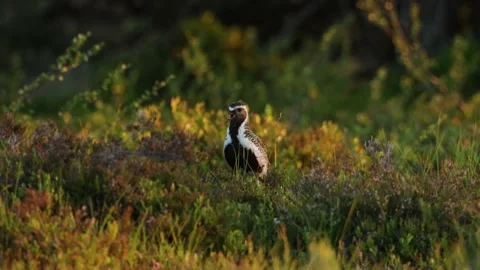 Golden plover on a summer evening Stock Footage 219021128