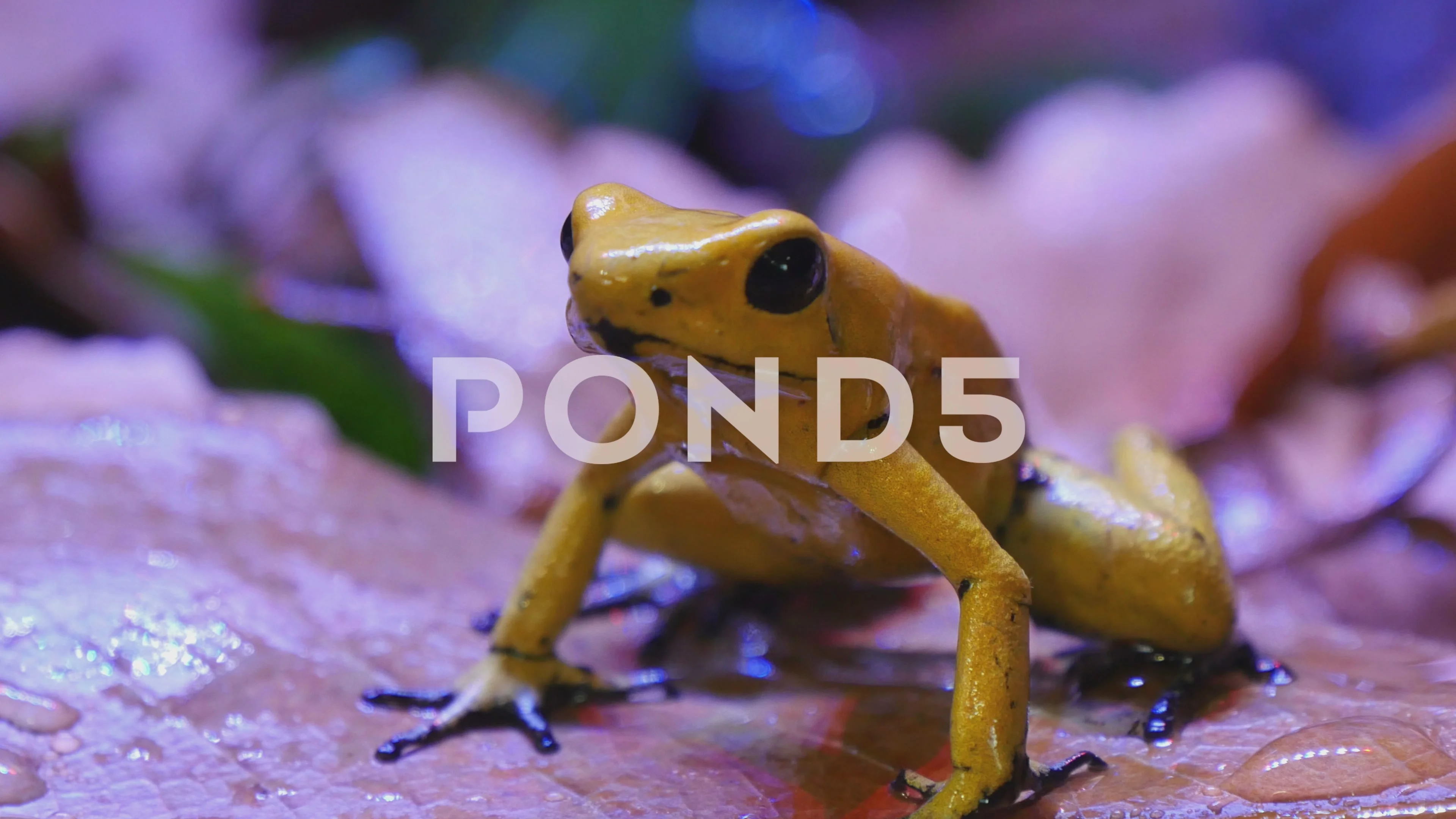 The golden poison dart frog: 'Like holding a loaded gun' – video