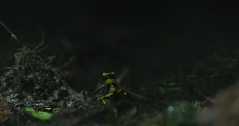 Golden Poison Dart Frog A Tiny but Deadly Creature Stock Footage 266765071