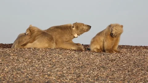 Golden Polar bear cubs interacting with mother Stock Footage 47007239