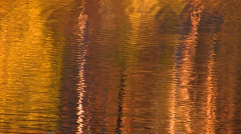 Golden pond Stock Footage 2976345