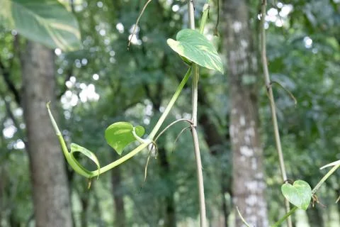 Golden pothos climbing vertically on a tree trunk in a forest park Stock Photos