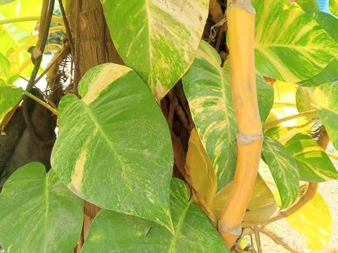 Golden Pothos Leaf Texture Marco Stock Photos