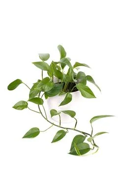 Golden pothos or devil s ivy Golden pothos or devil s ivy in white modern ... Foto stock