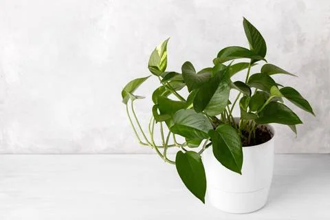 Golden pothos or devil s ivy Golden pothos or devil s ivy in white modern ... 스톡 사진