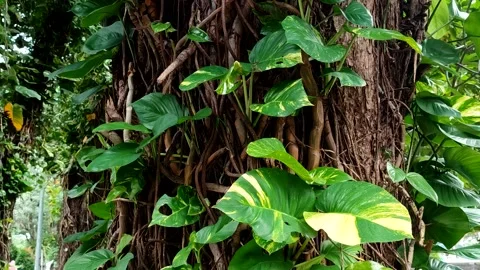 Golden Pothos or Devils Ivy (Epipremnum aureum) Stock Footage 323578301