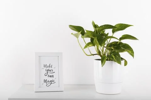 Golden pothos or devil's ivy in white modern flowerpot picture frame with quate 写真素材