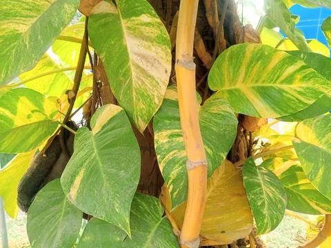 Golden Pothos Variegated Leaf Backlight Stock Photos