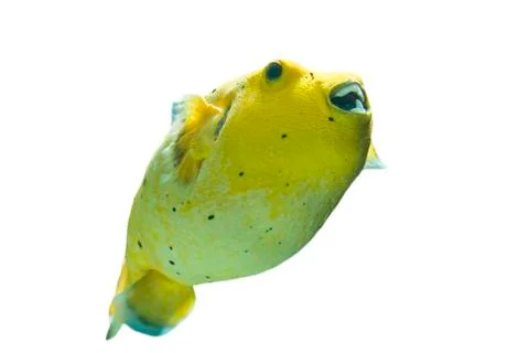 Golden pufferfish Foto stock