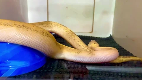 A golden python crawls in a terrarium. Stock Footage 262602723