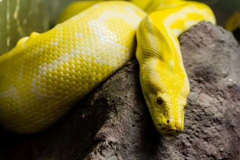 Golden python Stock Photos