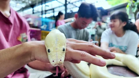Golden python slithers across a handler’s arm during a wildlife Vidéo 348071867