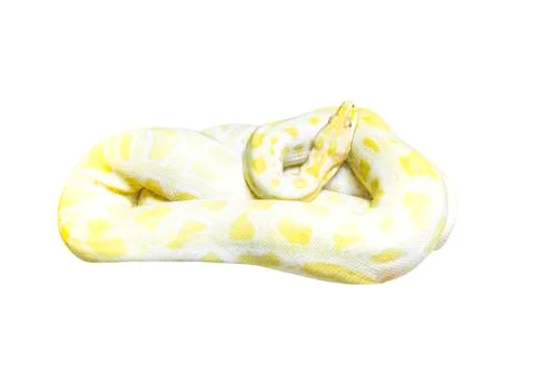Golden Python snake on white Photos