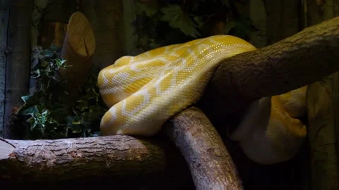 Golden python yellow snake lying on a branch stock footage Stock Footage 200406735